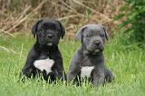 CANE CORSO 1262